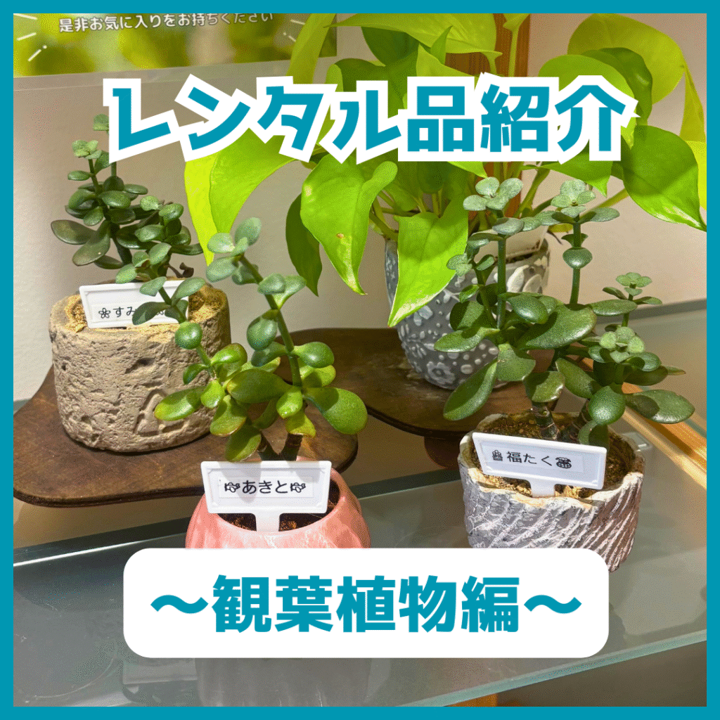 レンタル品紹介～観葉植物編～】 | TOKYOシェアオフィス墨田 | 浅草